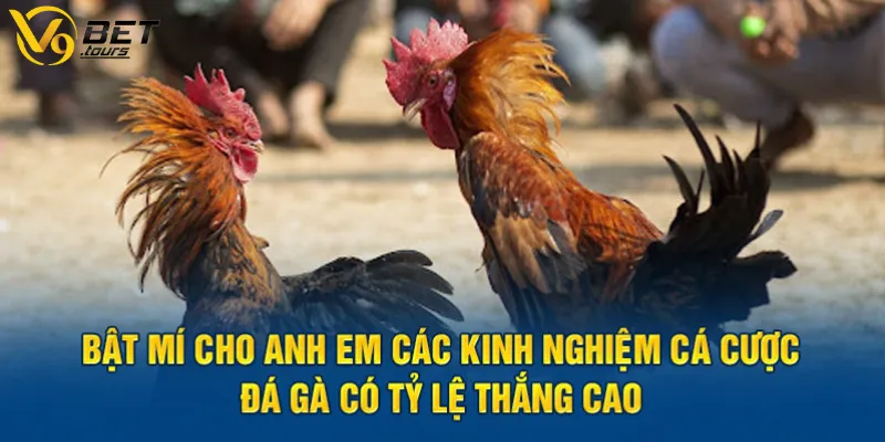 Chiến thuật đặt cược đá gà bách thắng