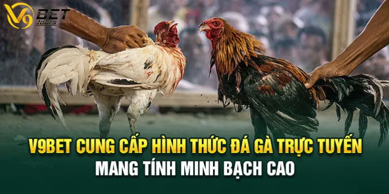 Đá gà V9bet cung cấp hình thức đá gà trực tuyến mang tính minh bạch cao