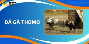 Đá Gà Thomo | Những Trận Đấu Kịch Tính Nhất Hành Tinh 2024