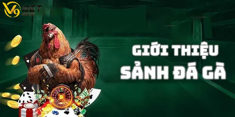 Giới thiệu tổng quan về đá gà V9bet