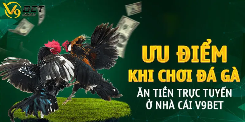 Ưu điểm của sảnh cược đá gà tại V9bet